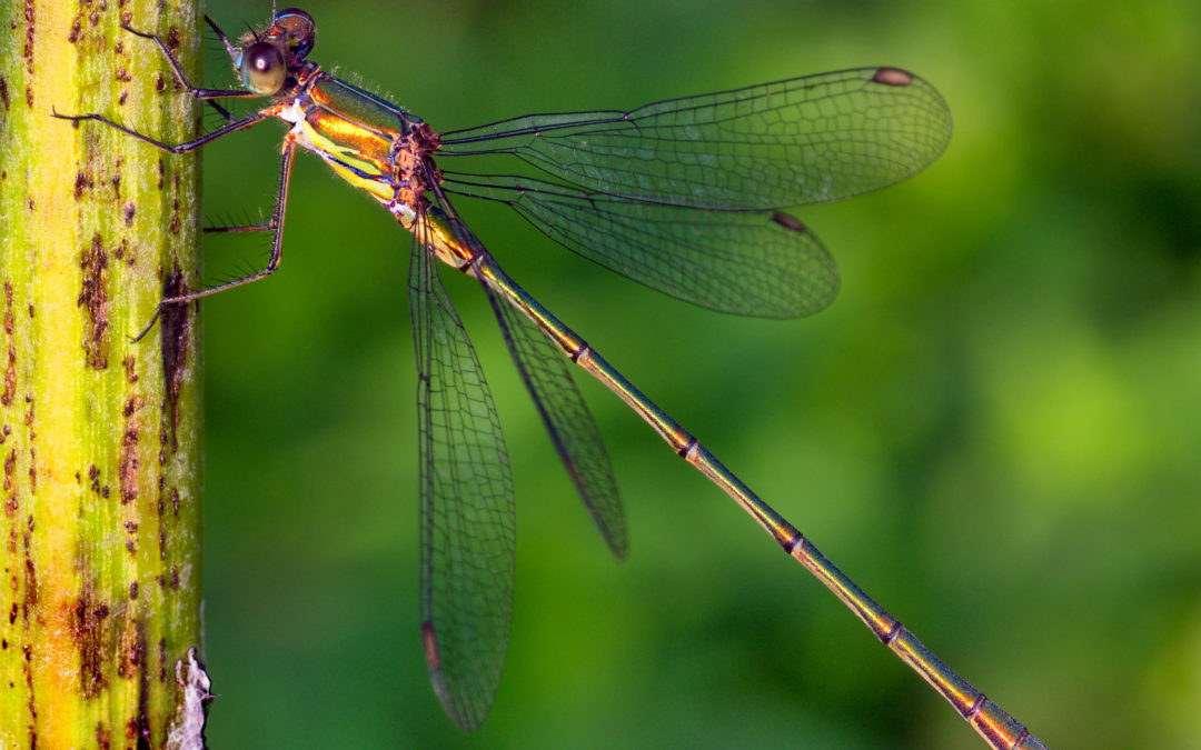 La libellule