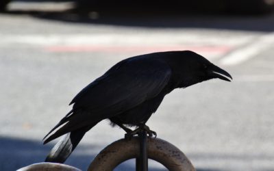 Le corbeau Sasà, par Nanni