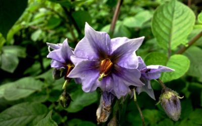Une pomme de terre en fleur, par Chanez