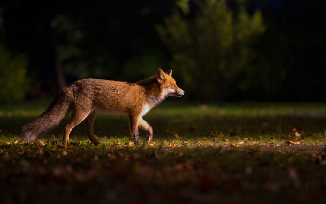 Le blaireau et le renard, par Constance