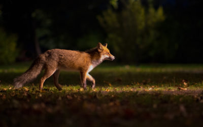 Le blaireau et le renard, par Constance