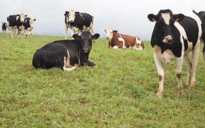La vache et ses intérêts, par Pierrot