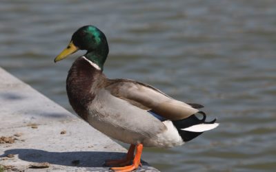 Les canards en plastique, par Gilbert