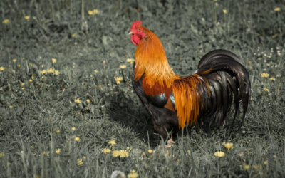 Le coq volé, par Jacqueline