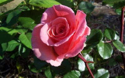 La rose d’Algérie, par Michel