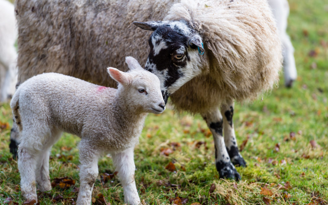 Les chèvres, par Nicolas