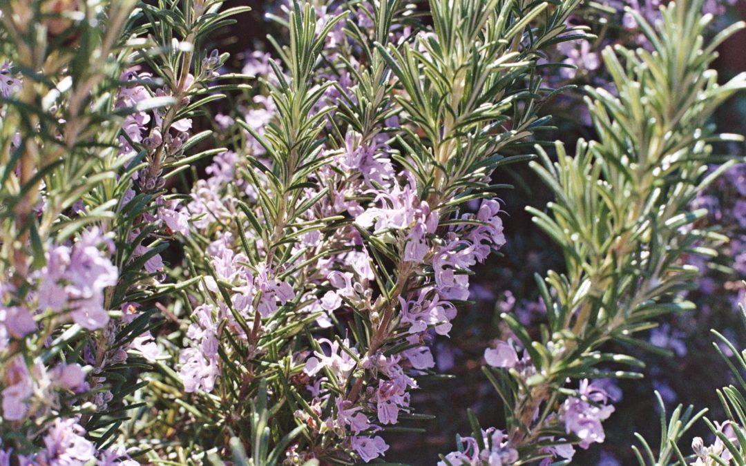Le parfum du romarin, par Viviane