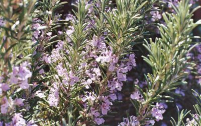 Le parfum du romarin, par Viviane