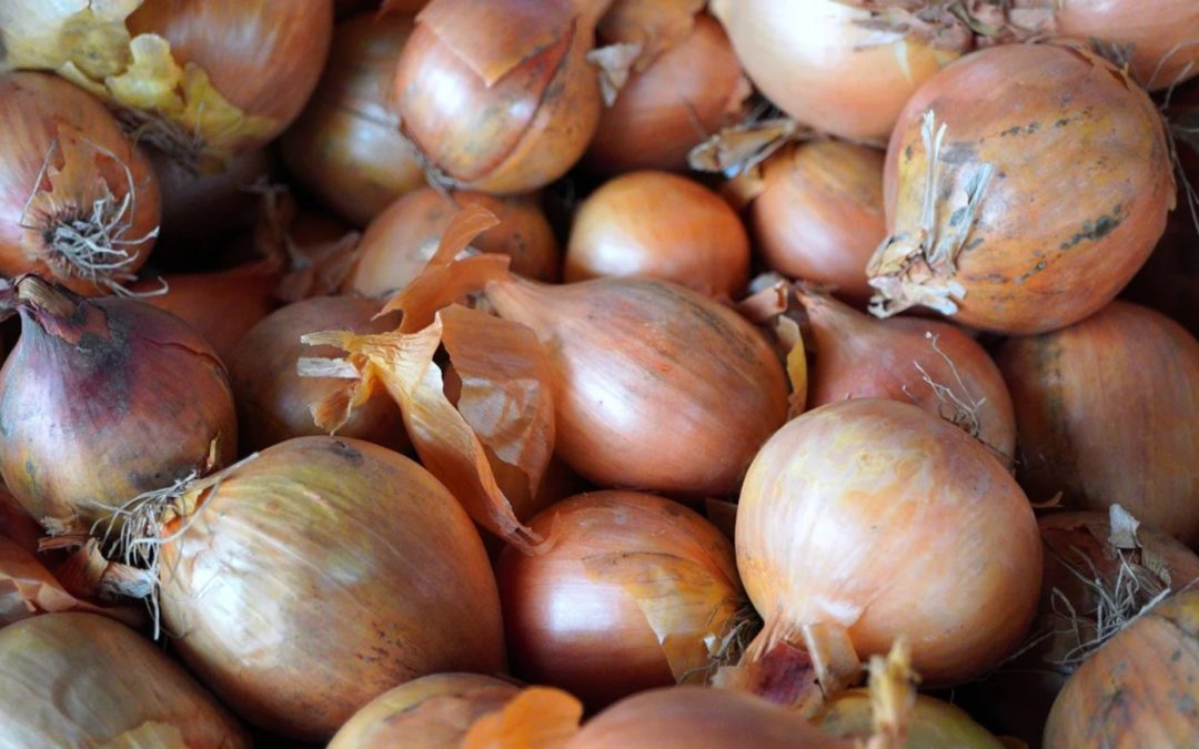 Des oignons pour les seins, par Paul