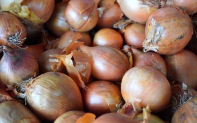 Des oignons pour les seins, par Paul