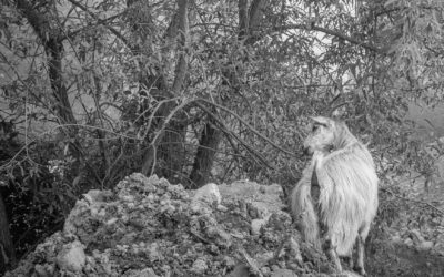 J’ai tué la chèvre de la voisine, par le Paysan