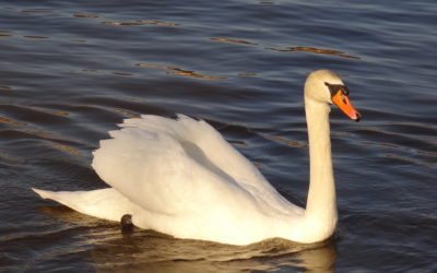 C’était un cygne blanc, par Corinne